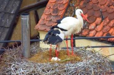 P1400752,Oett.Schl.Heidi Källner