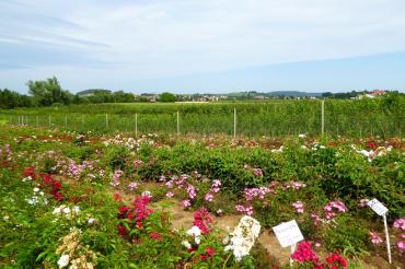Baumschule Eberhardt