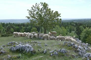 Schöne_Aussichten_Dank_Beweidung Bild Heide Allianz