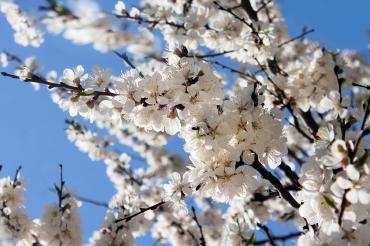 cherry-blossoms-3381666_960_720