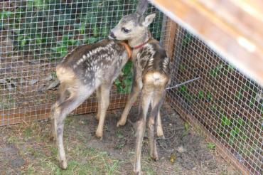 Rehkitz@JennyWagnerr0005