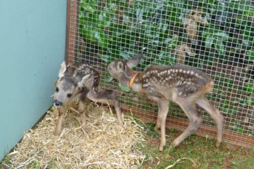 Rehkitz@JennyWagnerr0001