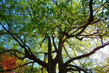Naturdenkmal_Eiche_Schneidt`sche Garten,Heidi Källner,