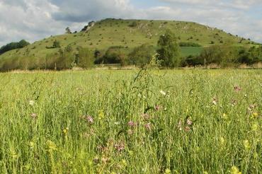 1159_Herold_2017-05-20_Wiese m Rollenberg_Ausschn