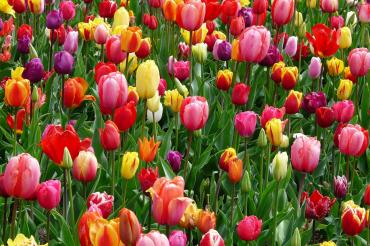 tulips-bed-colorful-color-69776