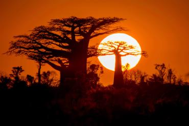 Madagaskar 15 Baobab Sunset_