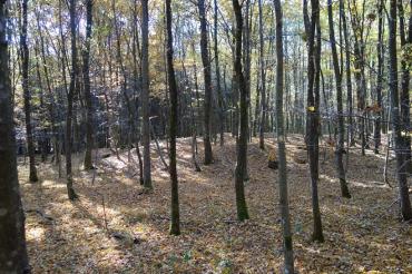 Keltisches Hügelgrab im Monheimer Stadtwald Fotograf Willi Weber