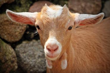 goat-1438254_960_720