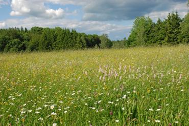 Blumenwiese mit Wald