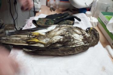 Erste Hilfe musste die Polizei bei einem Mäusebussard leisten. 