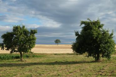 Hier sieht man ein Feld mit Bäumen.