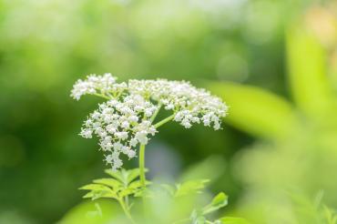 Das Bild zeigt eine Holunderblume.