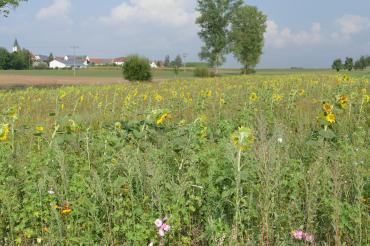 Blühende Blumenwiese 