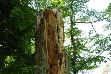 Das Bild zeigt eine Eiche.