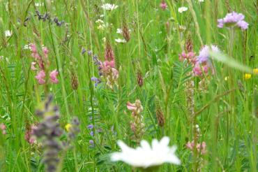 Das Bild zeigt eine Futteresparsette.