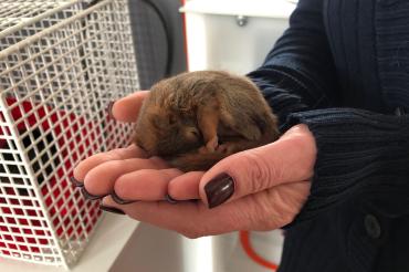 Das Tierheim in Nördlingen zieht gerade drei Eichhörnchen auf. 