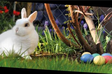 Osterhase