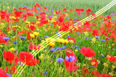 Flyer "Unser Landkreis blüht auf"