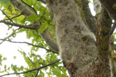 Das Bild zeigt den Raupenbefall.