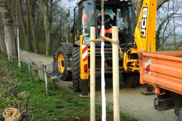 Einer von den 69 neugepflanzten Bäumen.