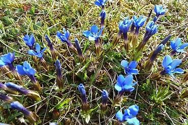 Das Bild zeigt den blühenden Frühlingsenzian auf den Heiden des Reimlinger Berges.