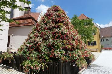Das Bild zeigt die Fuchsienpyramide in voller Blütenbracht (2016).