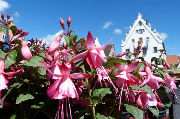 Blumen vom Fuchsienmarkt
