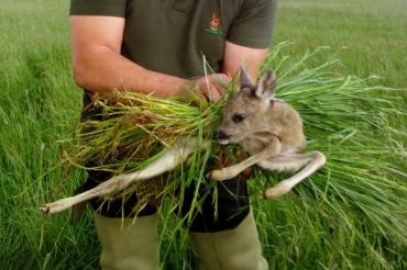 Das Bild zeigt die Rettung eines Rehkitzes.