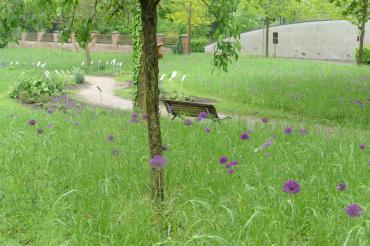 Knapp 200.000 Blumenzwiebeln wurden auf der Blühfläche in der Promenade gepflanzt. 