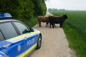 Die Rinder die der Bundesstraße 2 bedenklich nahe kamen.