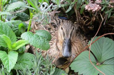 Wildente auf der Dachterrasse des Bürgerspitals Donauwörth