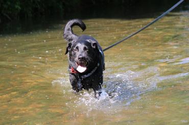 Tierheim Nördlingen gibt Tierhaltern Tipps für die heiße Jahreszeit.
