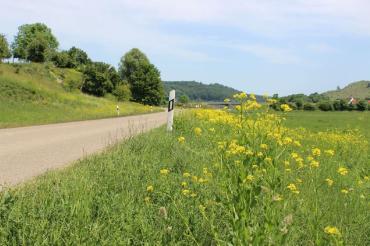 Orientalische Zackenschötchen am Straßenrand in der Nähe von Lierheim. 