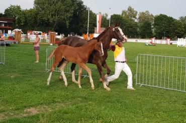 Fohlenauktion Scharlachrennen