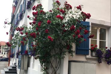 Rosen in der Innenstadt Oettingen.