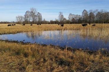 Das Bild zeigt Galloway-Rinder in den Lauterbacher Ruten