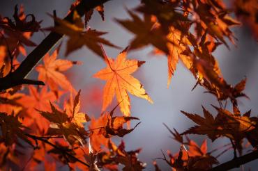 Laub im Herbst
