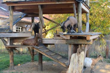 Das Bild zeigt einen Streichelzoo