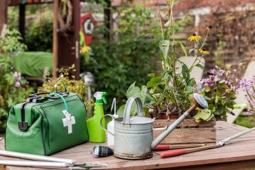 Das Bild zeigt Pflanzen, die gedüngt und gegossen werden müssen