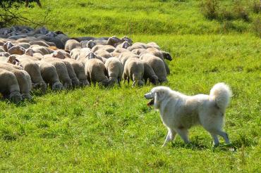 Wie wichtig es ist, dass Schafherde und Herdenschutzhunde gut aufeinander eingespielt sind, konnte bei der Herdenschutzvorführung beobachtet werden. 