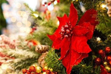 Das Bild zeigt einen Weihnachtsstern