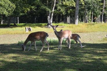 Das Bild zeigt Damwildhirsche in einem Wildgehege