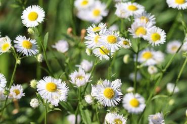 Das Bild zeigt weiße Wiesenpflanzen