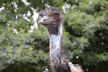 Emu