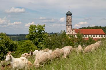 „Schafe, Ziegen, Kühsteinfelsen“ lautet das Motto des 5. Donau-Rieser Schaftages. 