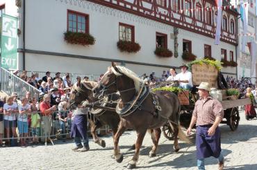 Nicht nur viele Pferdegespanne, sondern auch ein Ochsengespann wird beim Brauchtumsumzug dabei sein