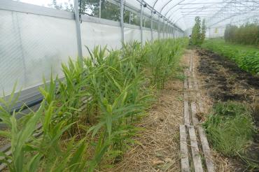 Die Superknolle Ingwer wächst in einem Gewächshaus der Familie Funk in Oberndorf. 