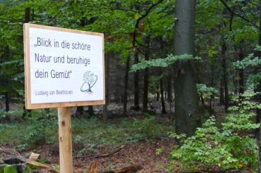 Das Bild zeigt den Wemdinger "Heilwald"