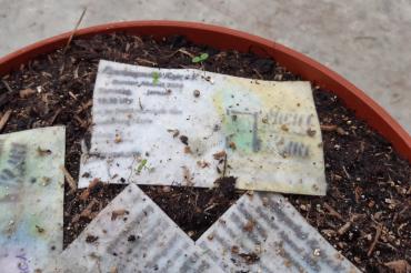 Faschingsclub Rain blüht