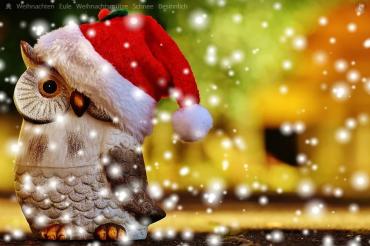 Das Bild zeigt eine Eule mit einer Weihnachtsmütze.